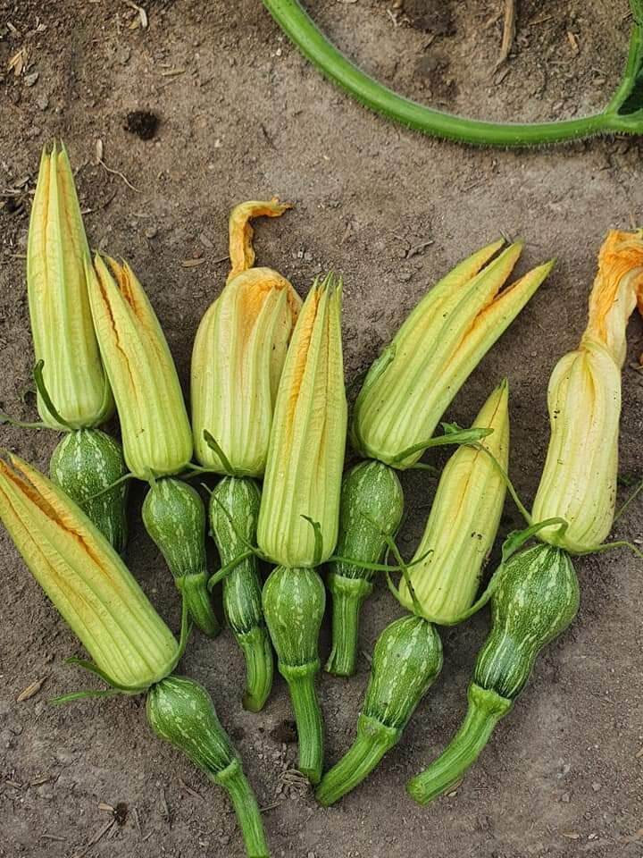 Hạt giống bí siêu nụ