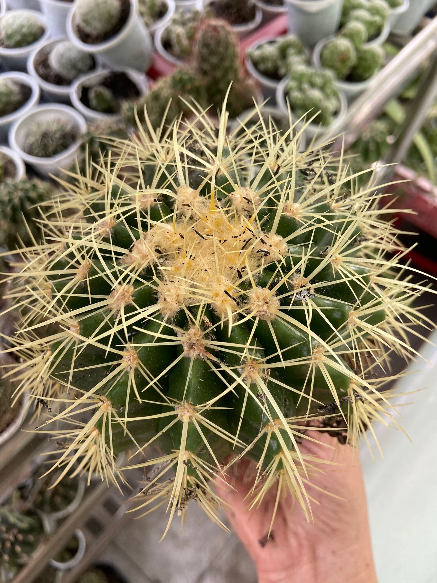Xương Rồng Kim Hổ 10cm