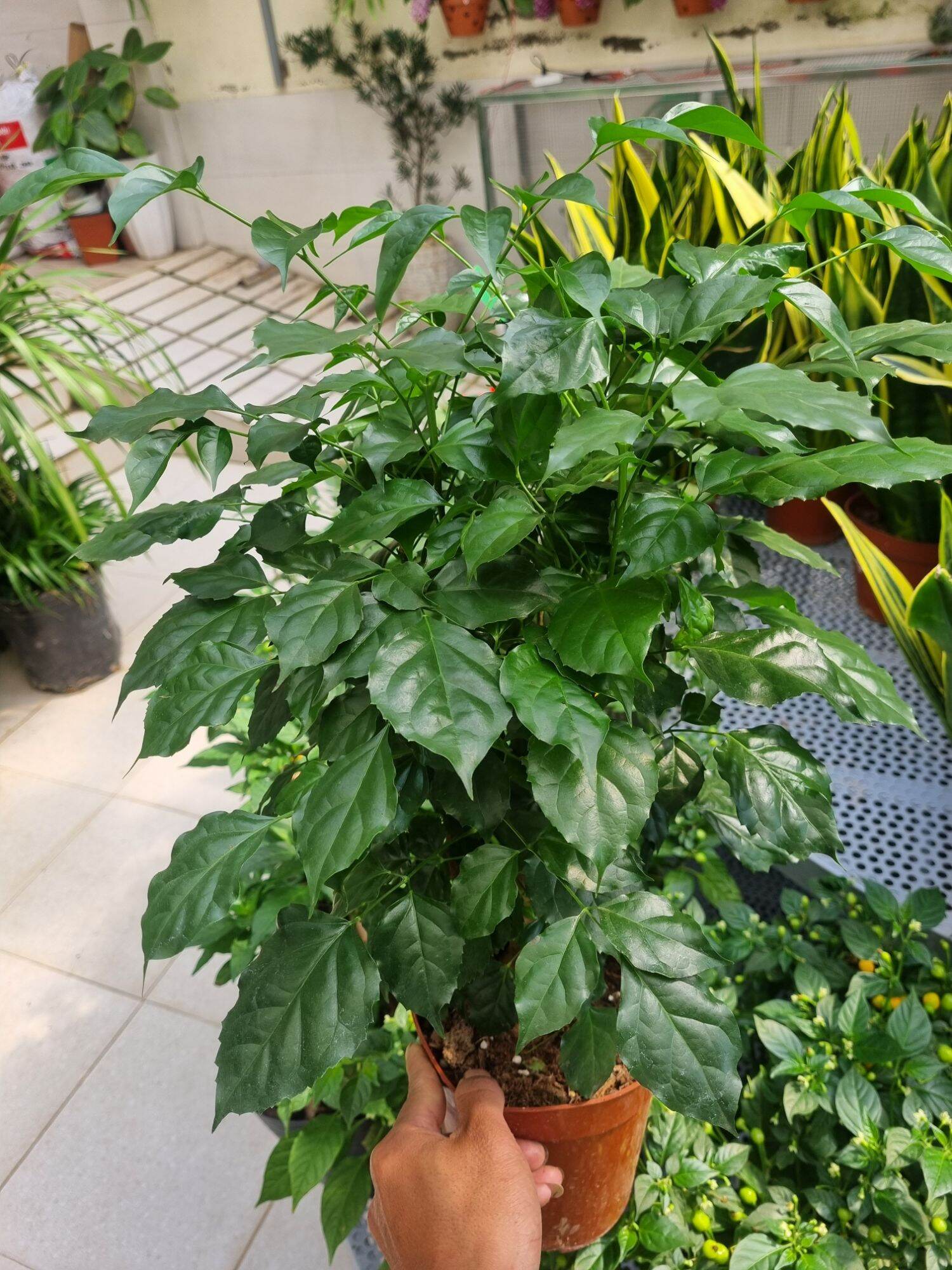 Chậu Cây hạnh phúc  - cây để bàn