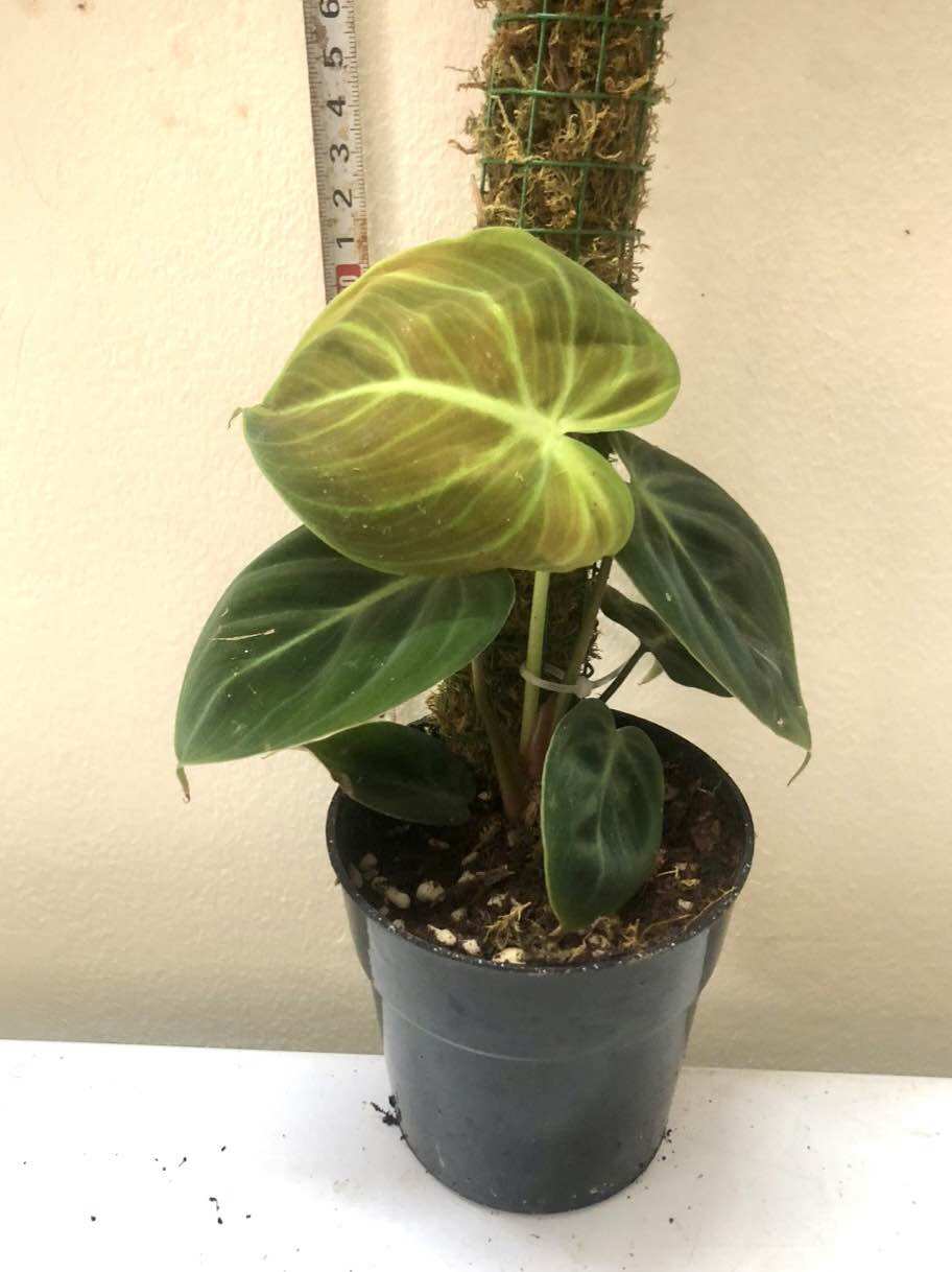 Cây lá kiểng  Philodendron El Choco Red
