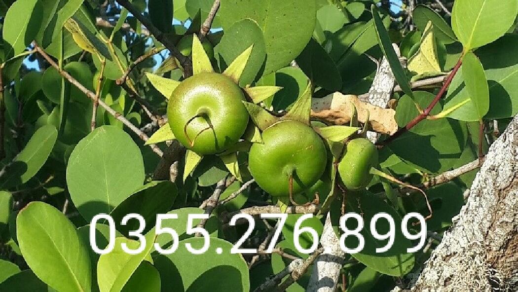Combo 2kg lá bần tươi ,sạch