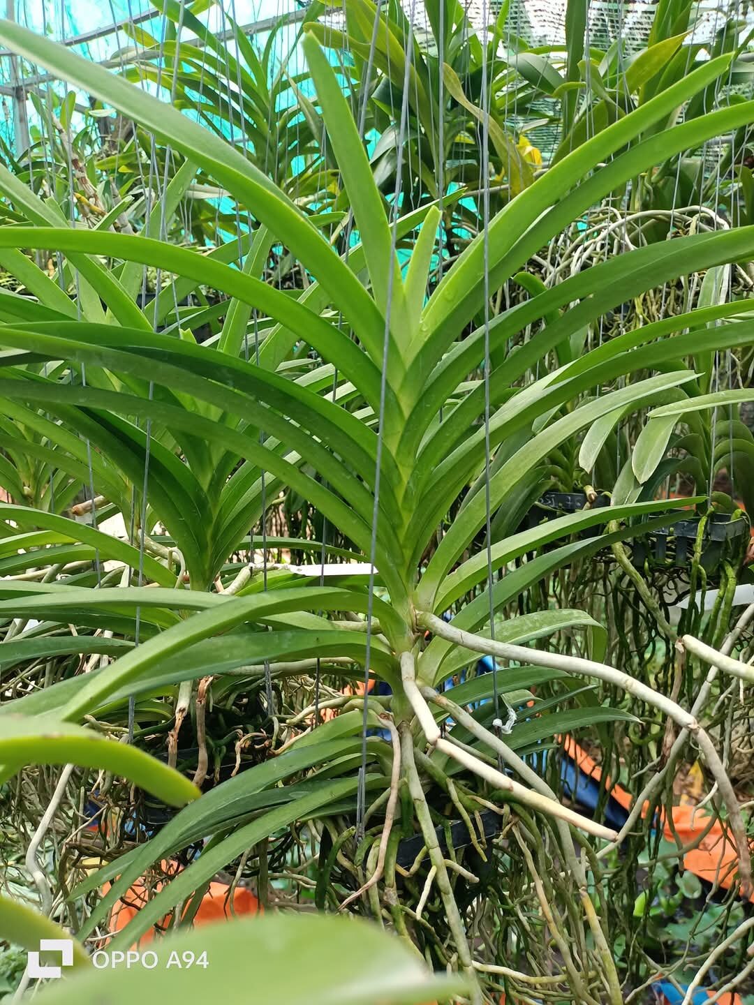 Vanda tím blue trưởng thành sắp hoa