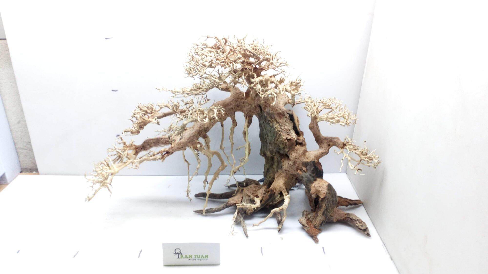 Cây gỗ Lũa bonsai dáng đổ, rễ rũ
