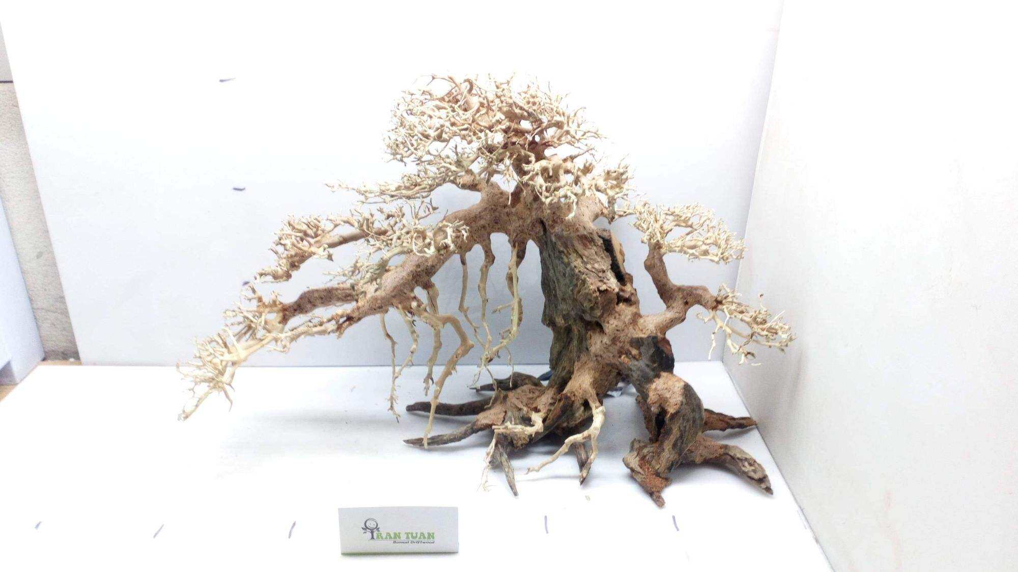 Cây gỗ Lũa bonsai dáng đổ, rễ rũ