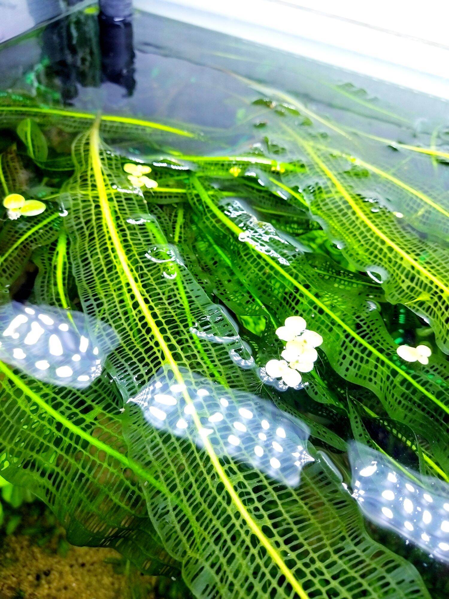 Cây choi lưới trồng trong bể thủy sinh