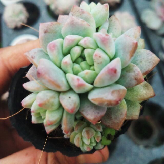 Sen dù hồng bầu