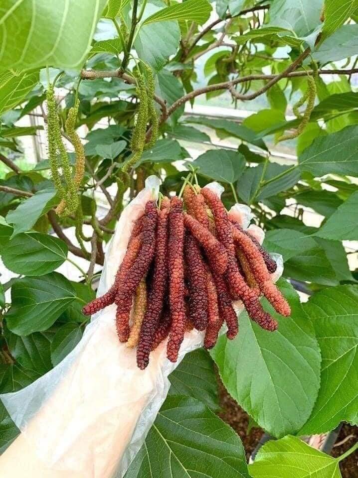 Cây dâu tằm đài loan trái dài (cây chiết)- Hoa kiểng Nguyễn Lộc- Cây giống chất lượng cao