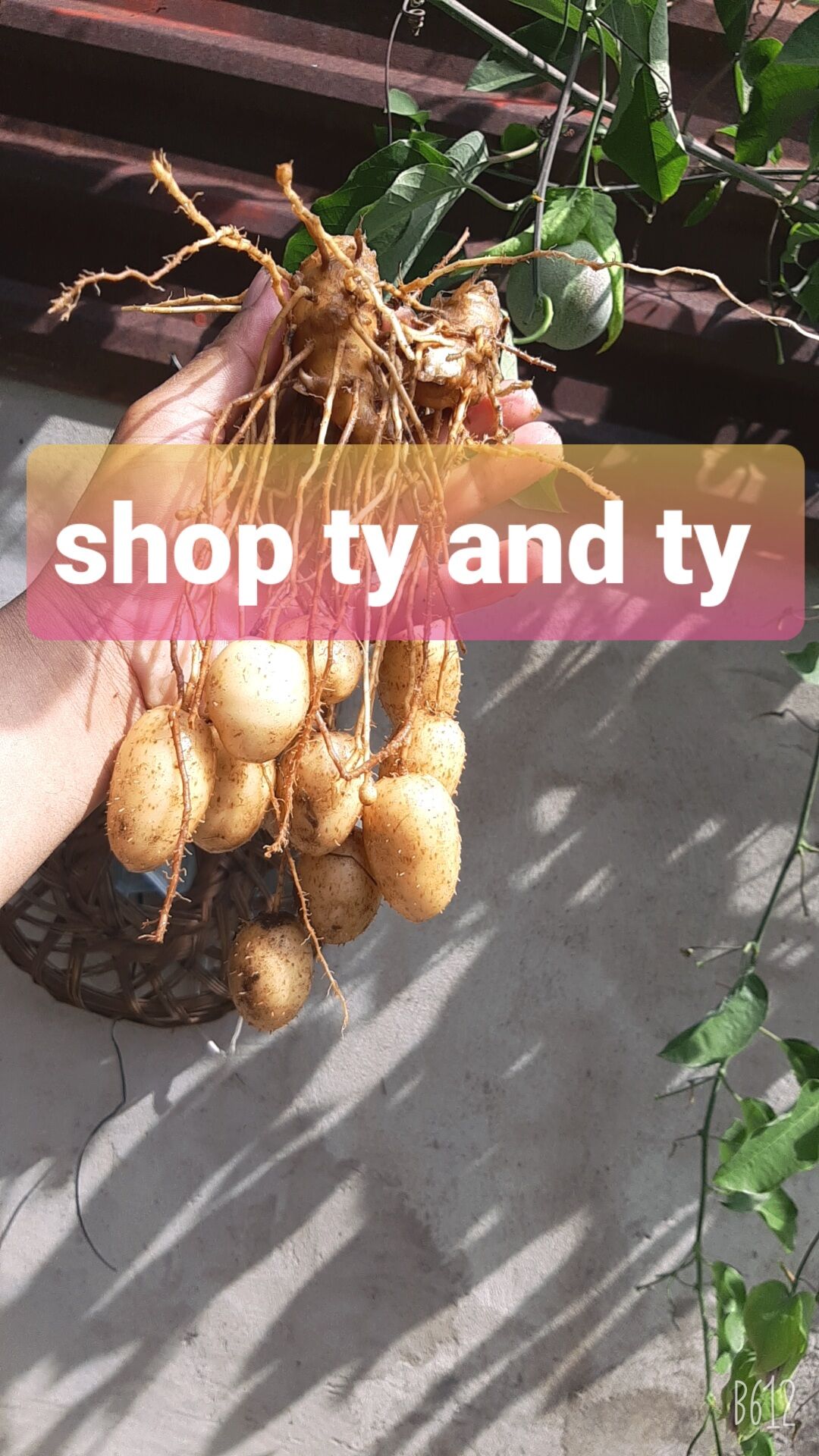 củ lùn giống 15 củ tặng kèm củ ăn