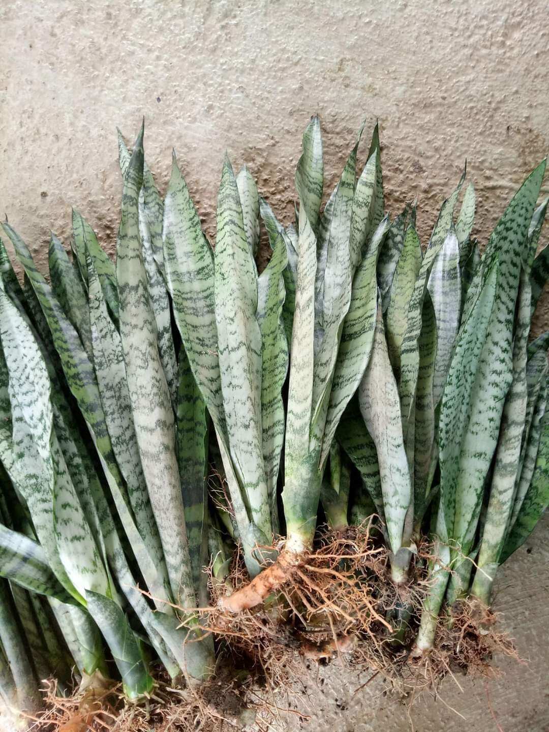 Cây Lưỡi Hổ Xanh cao 20 - 50cm