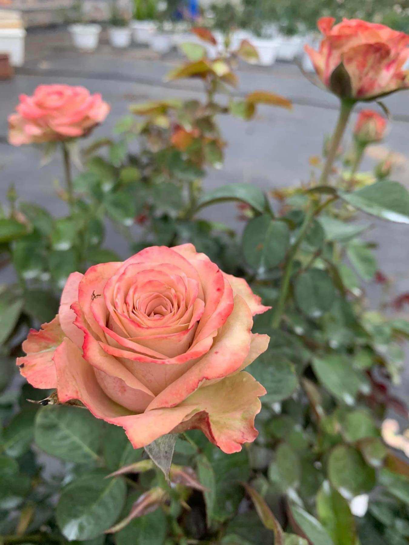 Hoa hồng Capuchino Rose - hồng bụi, hoa thơm