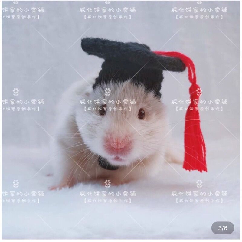 Nón mũ cho hamster mẫu trạng nguyên