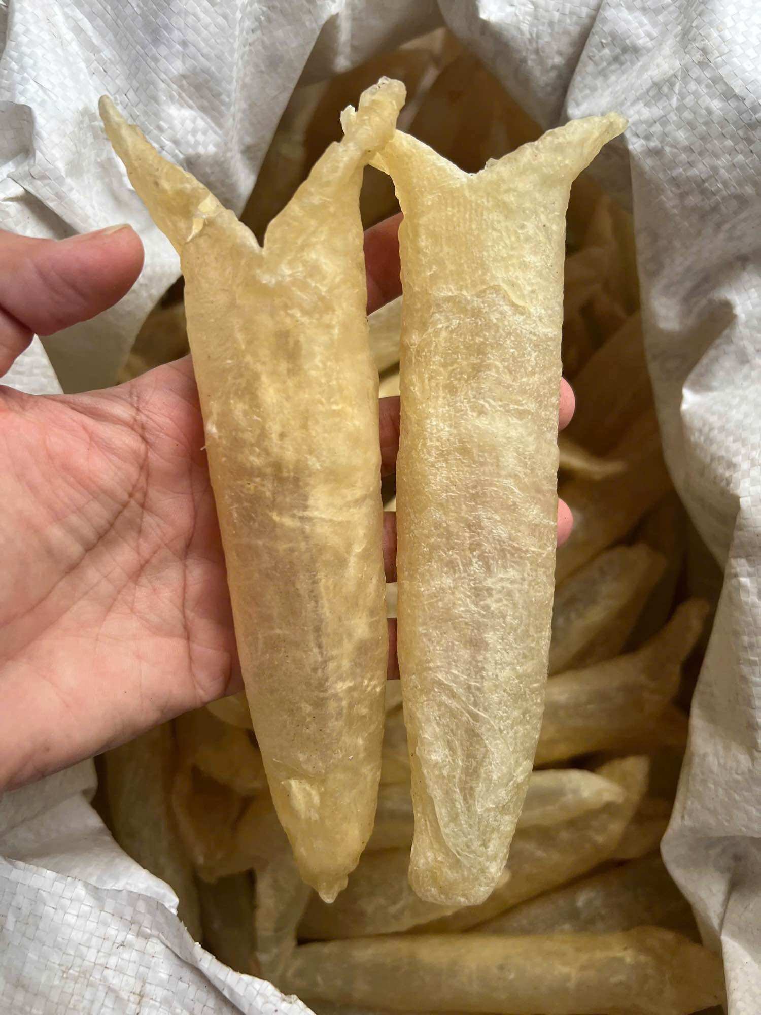 500g bong bóng cá chẽm dày