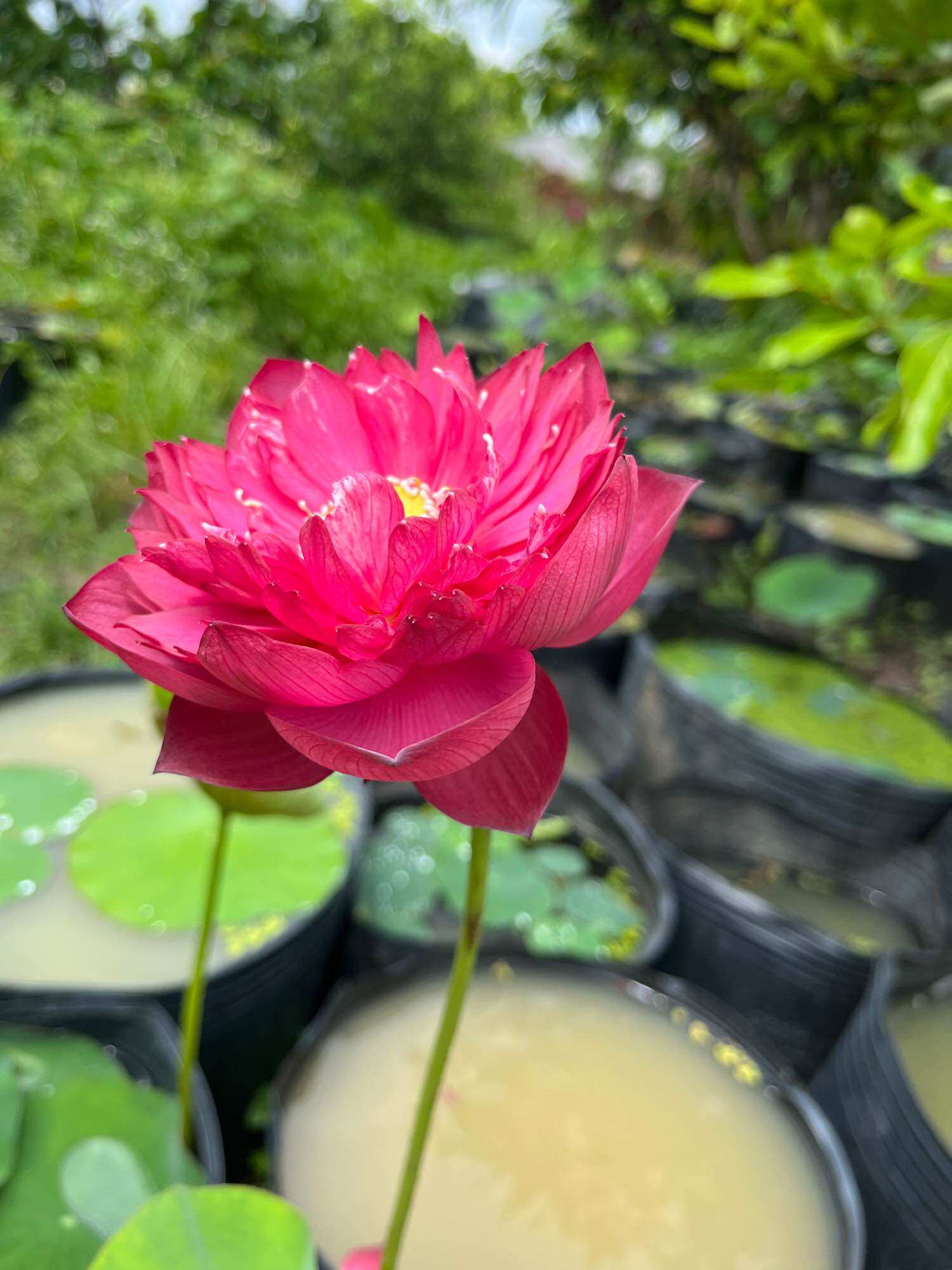 giống sen đỏ chery