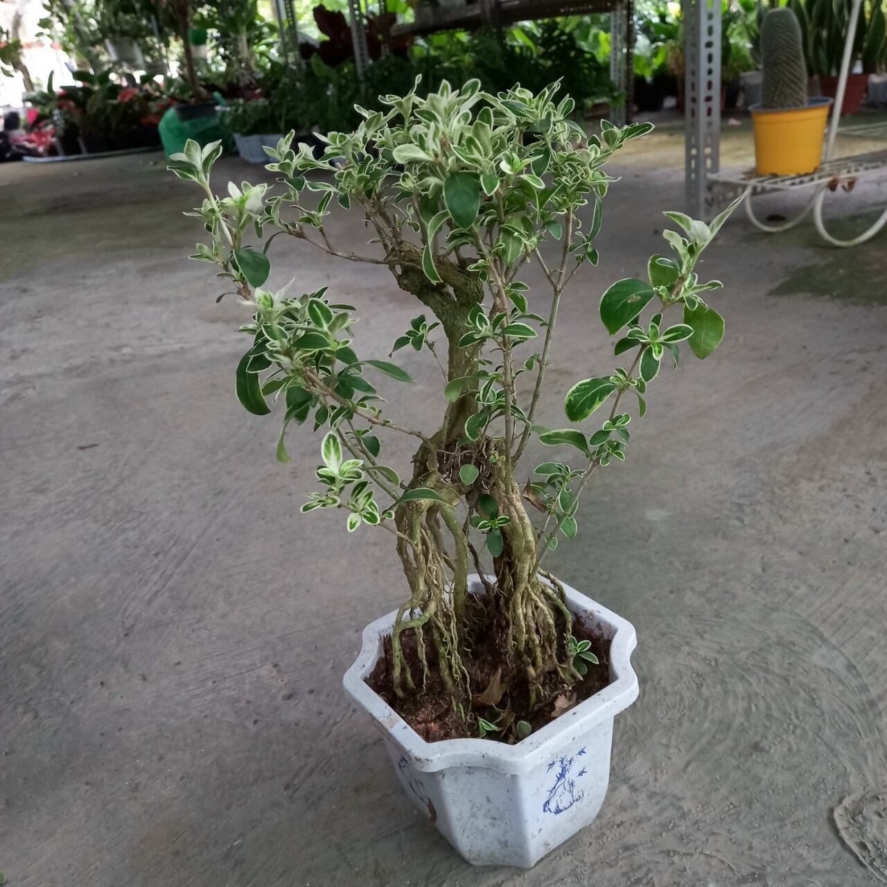 Cây Bạch Tuyết Mai Bonsai