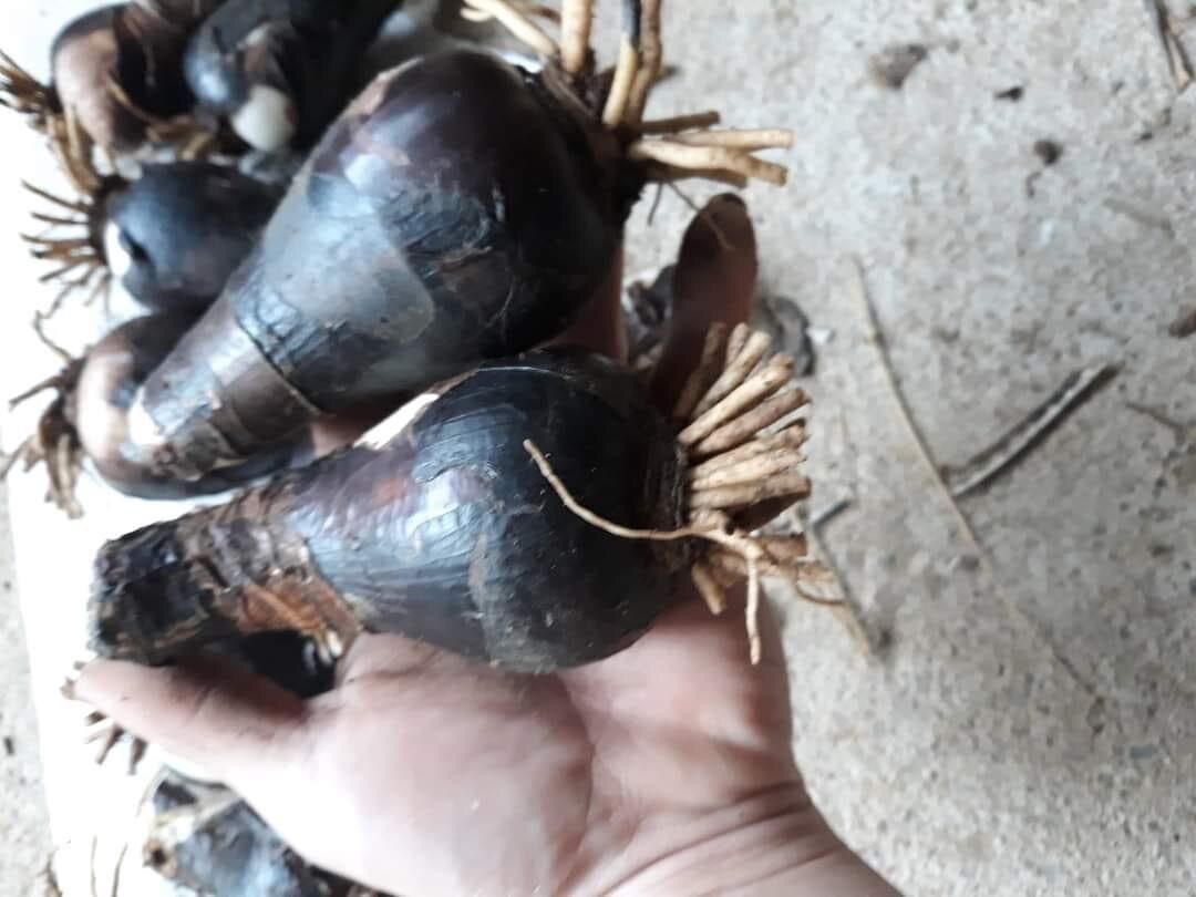 Củ hoa Bỉ ngạn