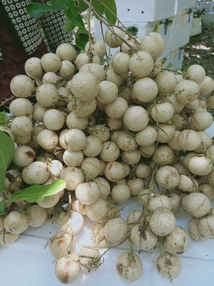 Cây nhãn long trắng. nhãn xưa ngọt thơm nhiều nước