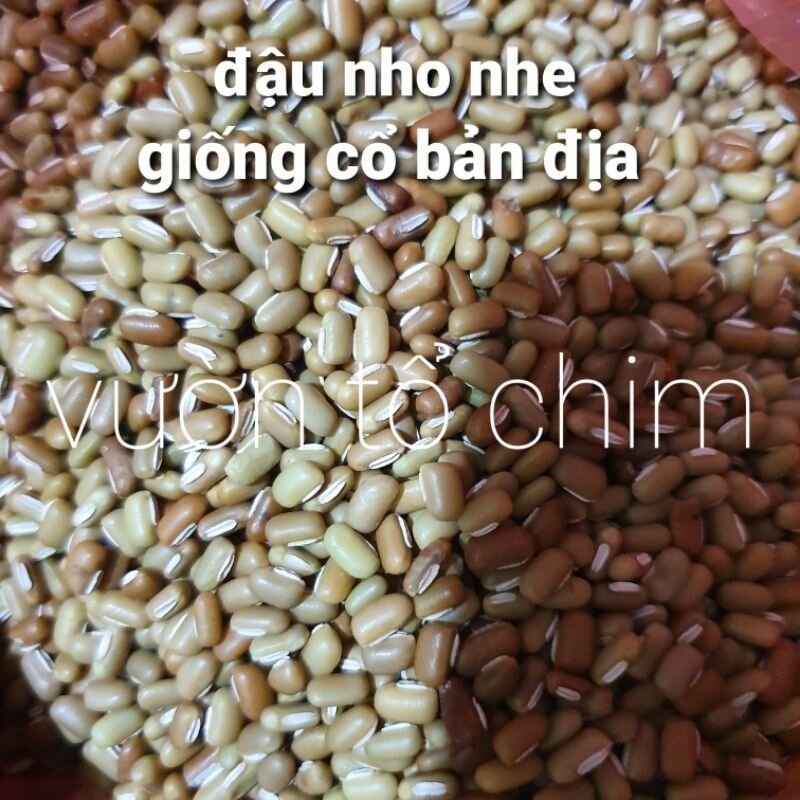 Hạt giống Đậu Nho Nhe bùi ngon - giống cổ bản địa