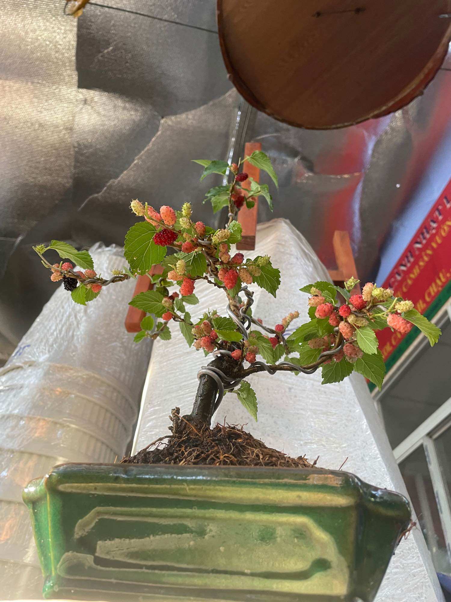 Cây Dâu bonsai đang trái (có chậu)