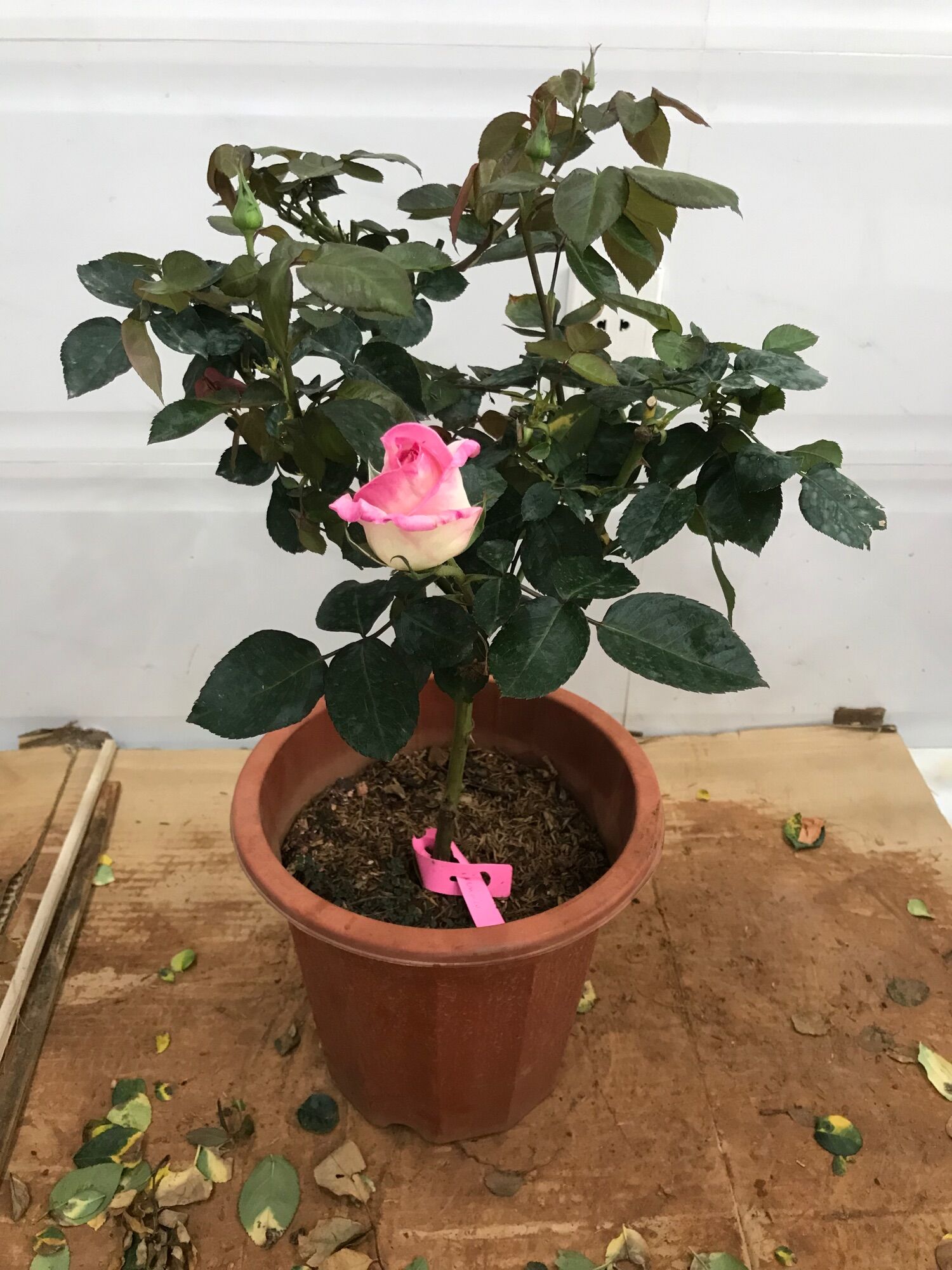 Hoa hồng ngoại tree mini Monaco rose