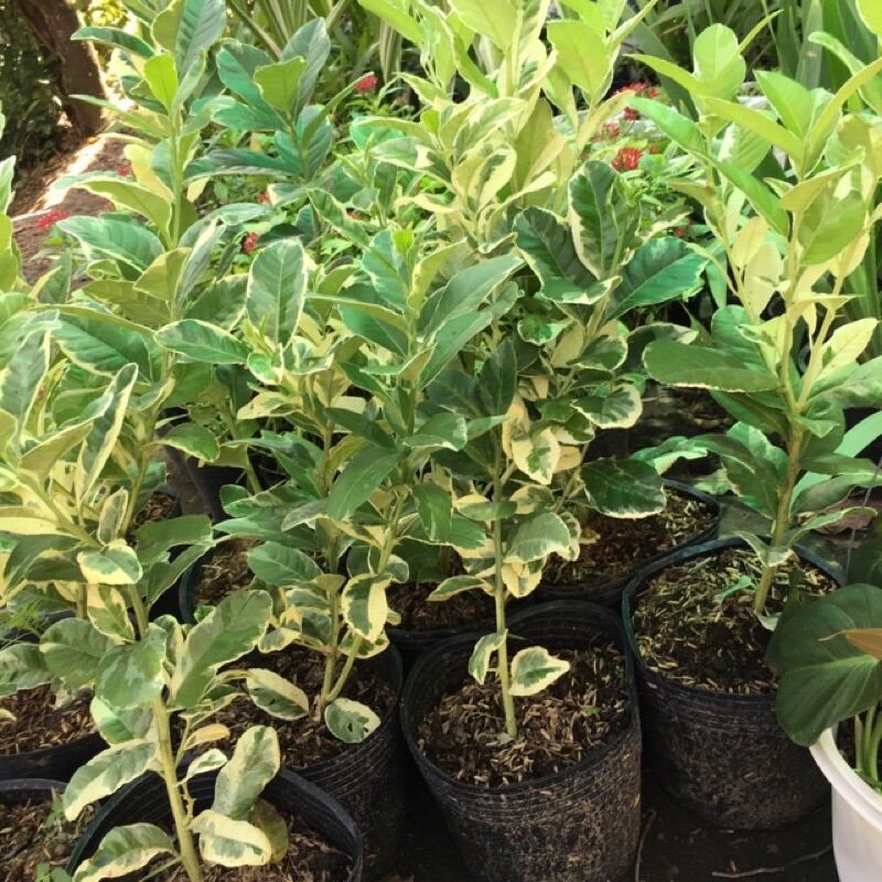 Cây chanh cẩm thạch Thái Lan - giống mới, rất thơm