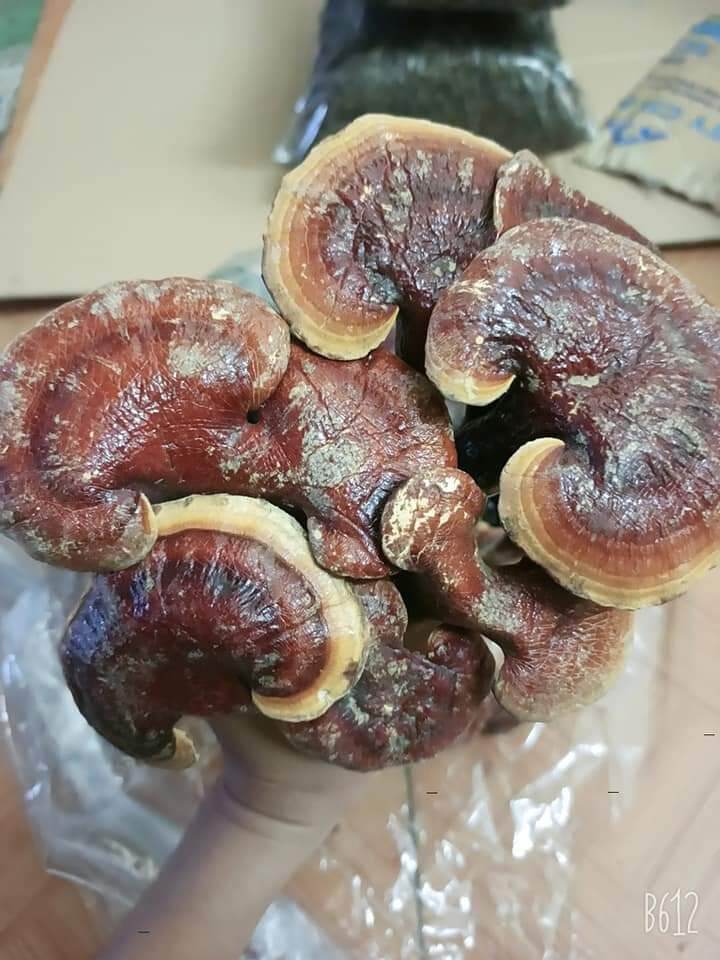Nấm Lim xanh chuẩn rừng 500g