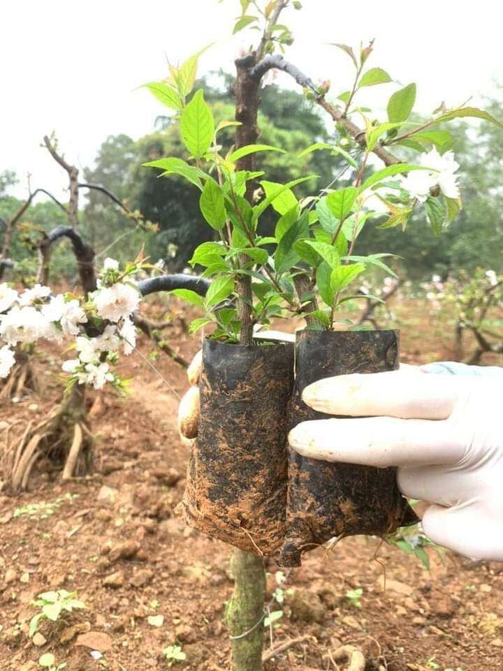 Combo 5 cây Nhất Chi Mai