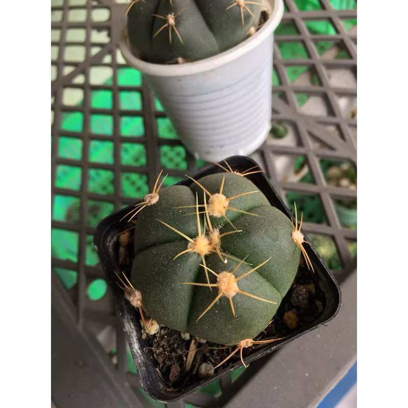 Xương Rồng Bánh Bao