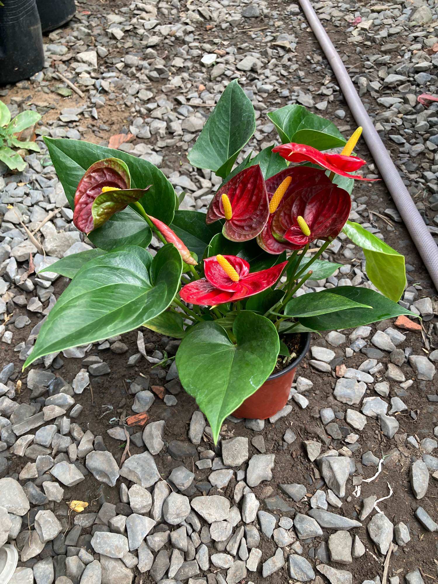 Cây hồng môn đỏ kép