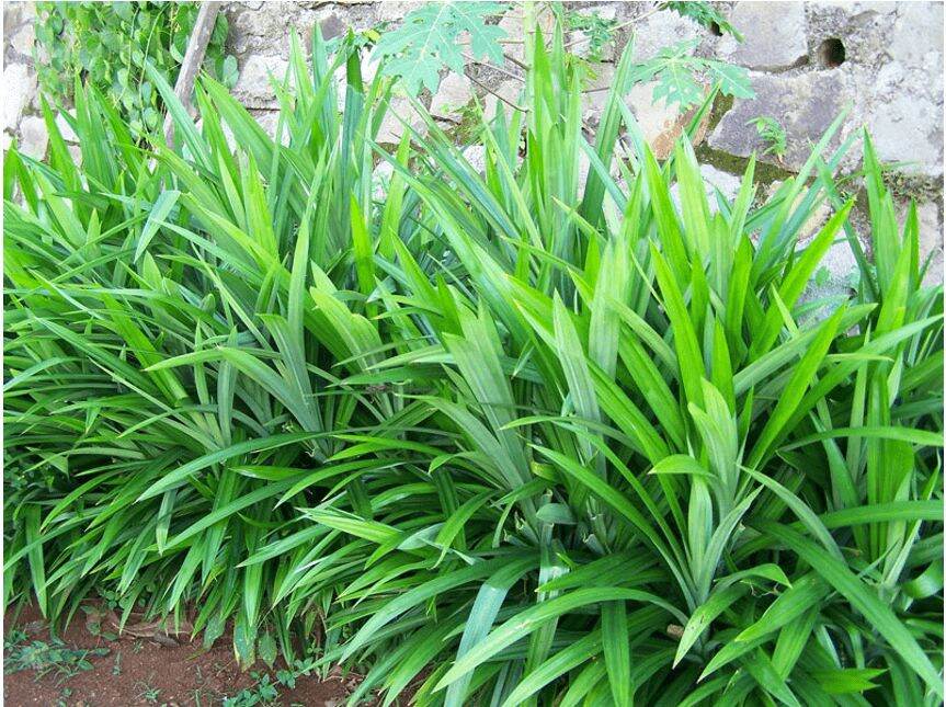 cây lá nếp ( lá dứa) làm giống cây cao 30cm