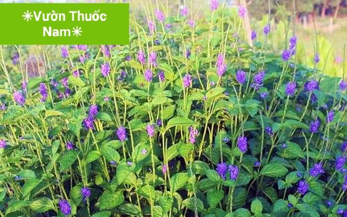 1kg cây cỏ đuôi chuột phơi khô , cây đuôi chuột bông tím khô , cây mạch lạc khô làm dược liệu