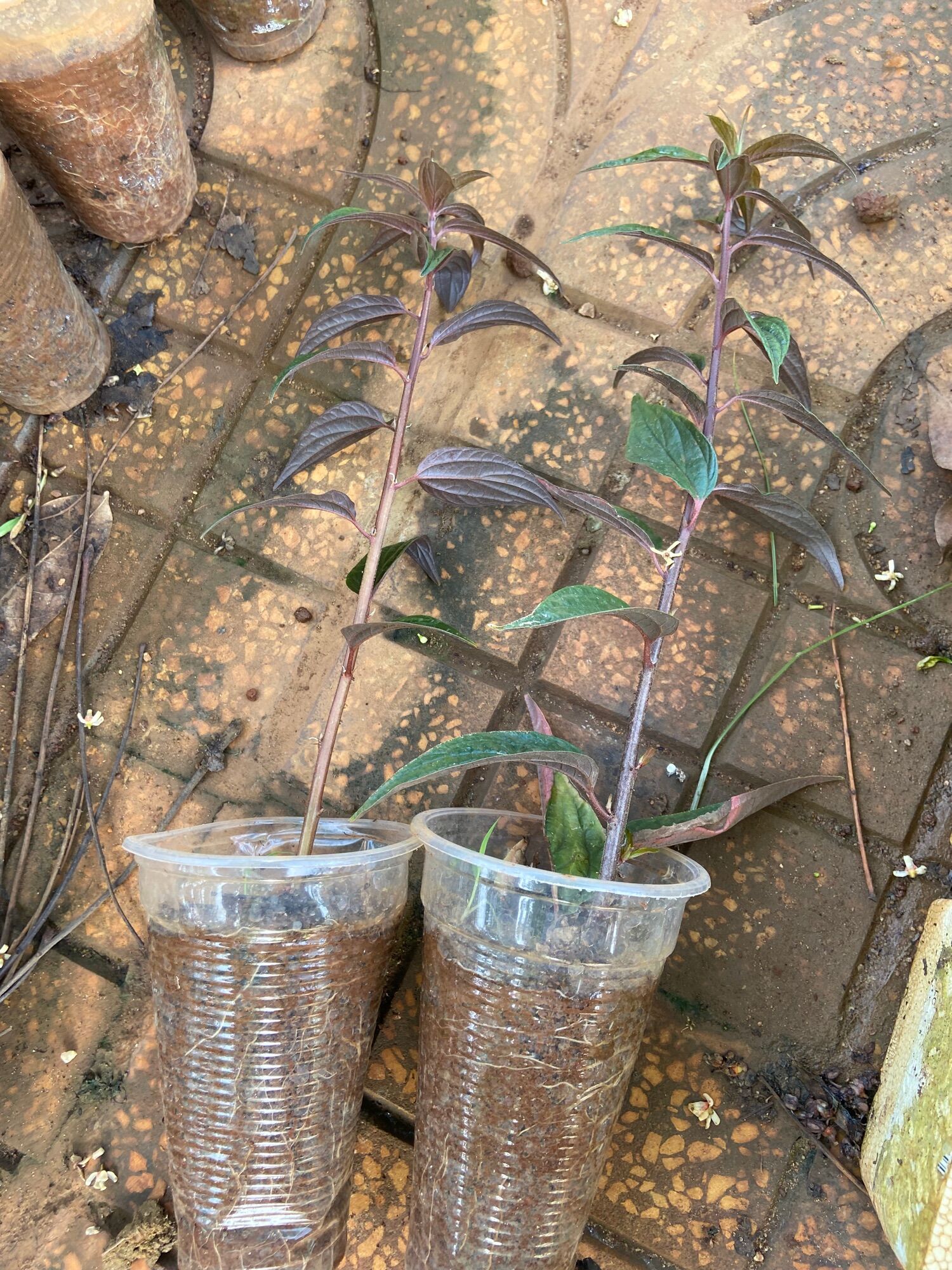 Cây bọ mắm tím (cỏ dòi thân tím)