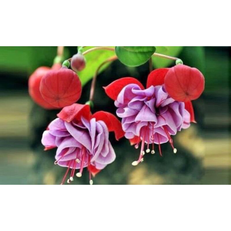 cây giống hoa lồng đèn búp bê(1 bầu cây)