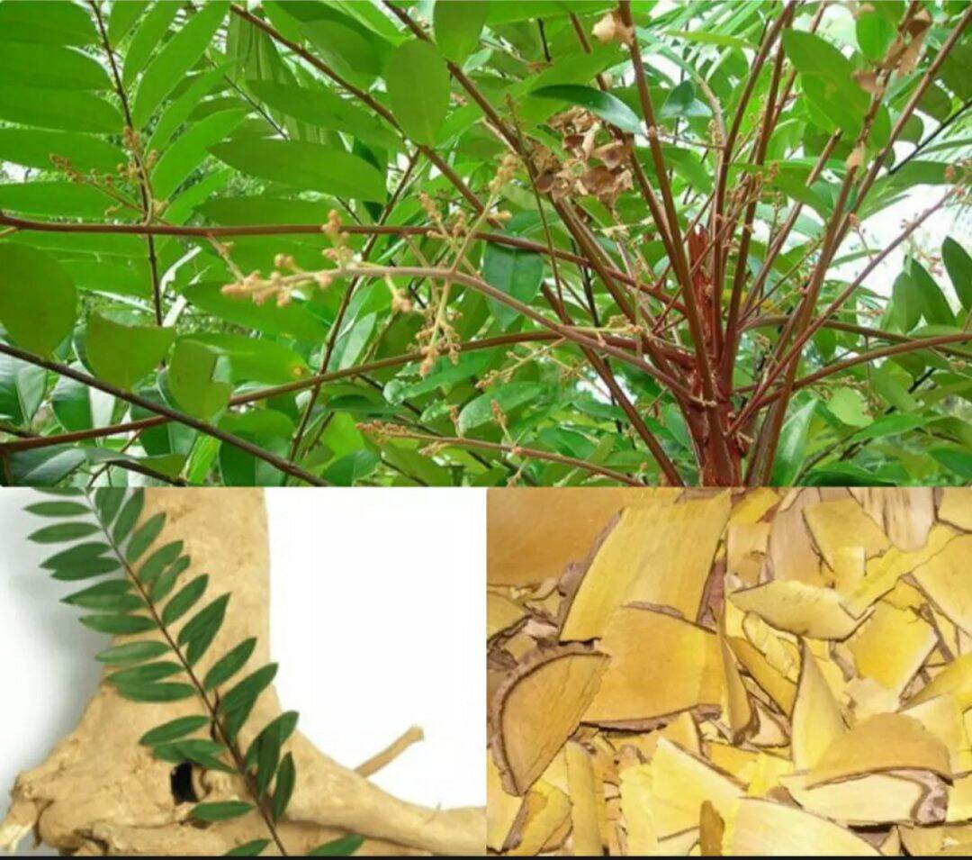 Rễ cây mật nhận 500g khô