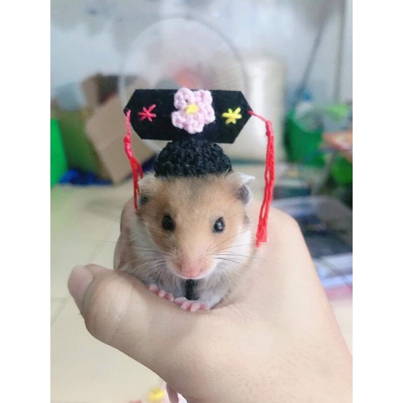 Nón mũ cách cách cho hamster