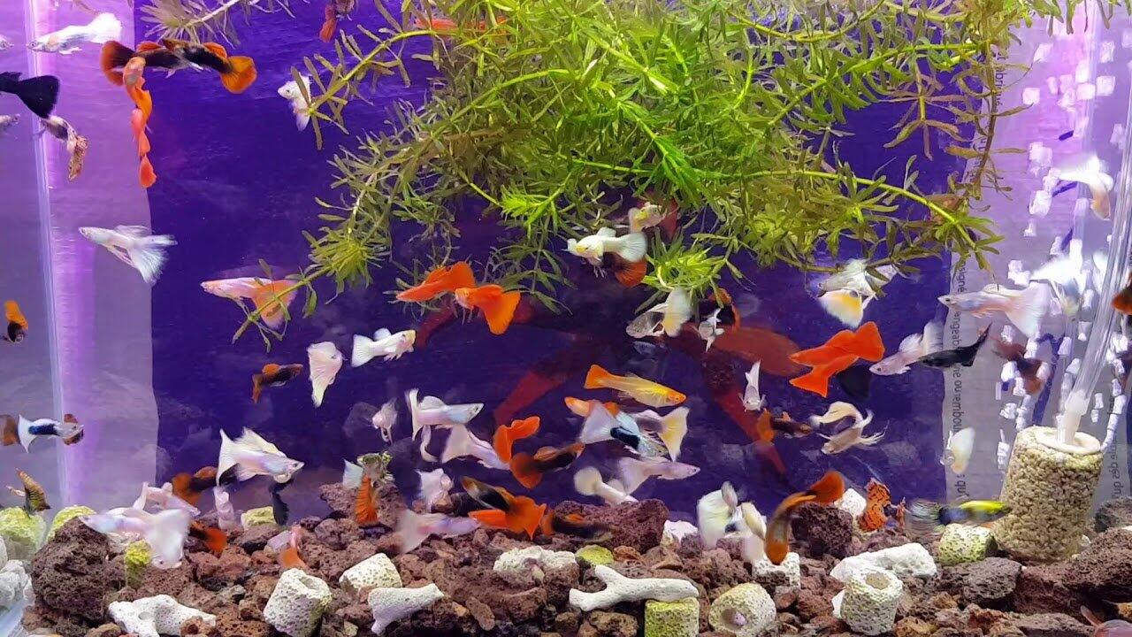 7 màu thủy sinh - guppy trang trí hồ