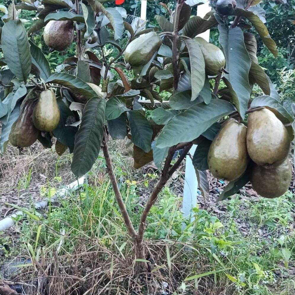 Cây ổi trân châu tím .Giống ổi bơ độc lạ.Cây trồng chậu sân thương.