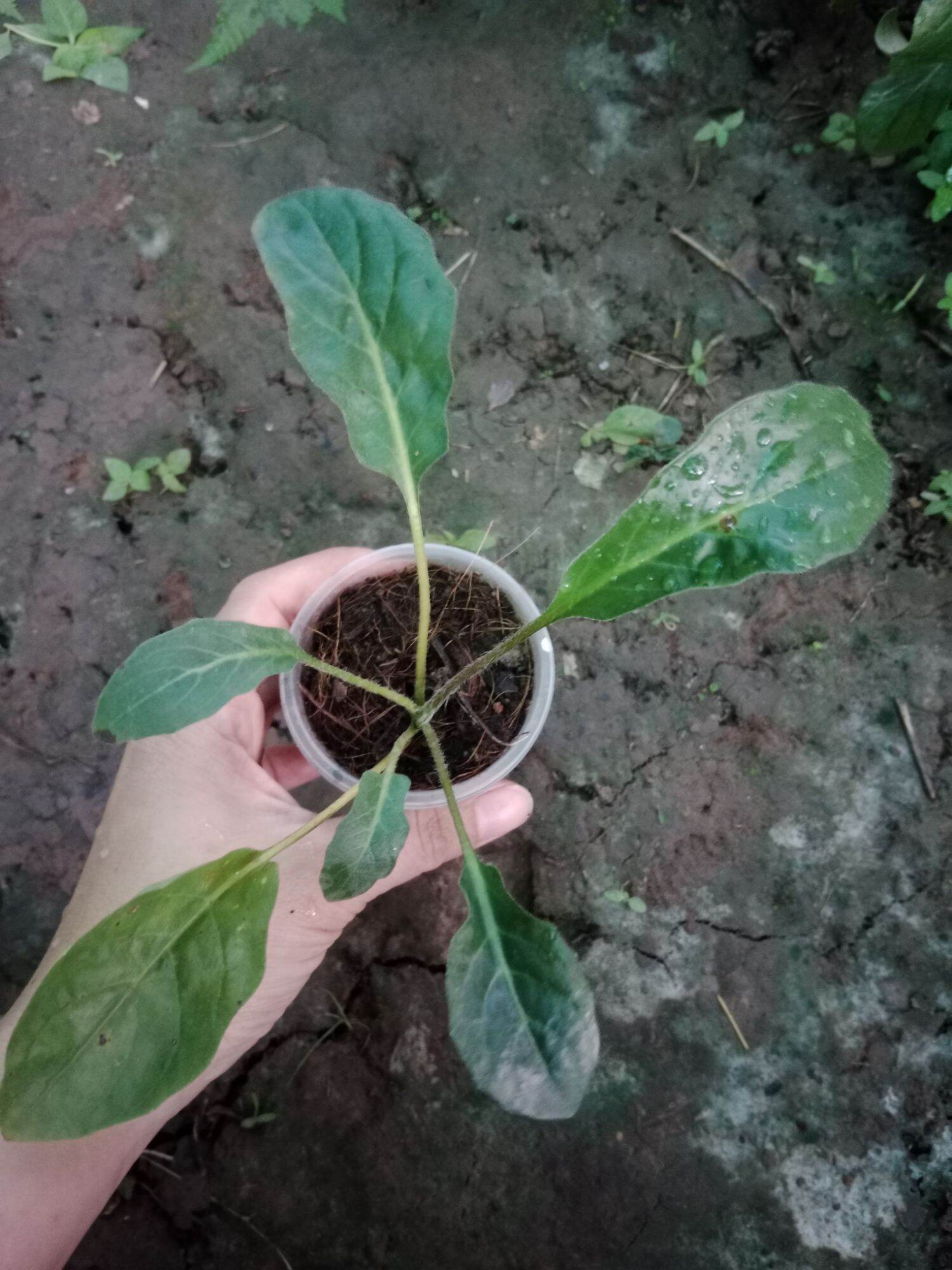 (Cây bé) CÚC ĐỒNG TIỀN SONG HỶ TÍM