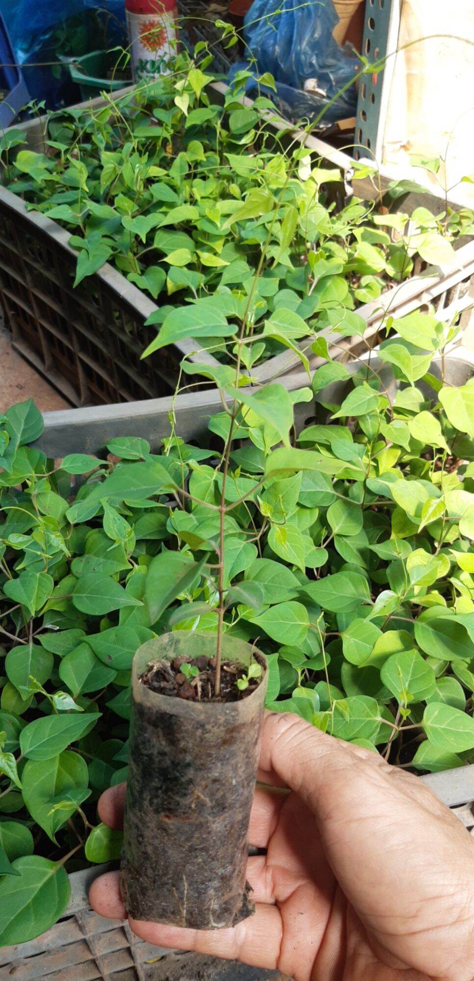 5 CÂY GIỐNG LÁ GIANG (tặng kèm phân bón)