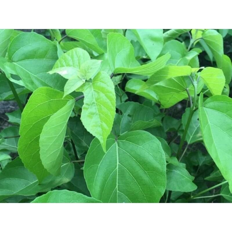 Cây lá cách, vọng cách, 1kg thân và cành cây lá cách tươi