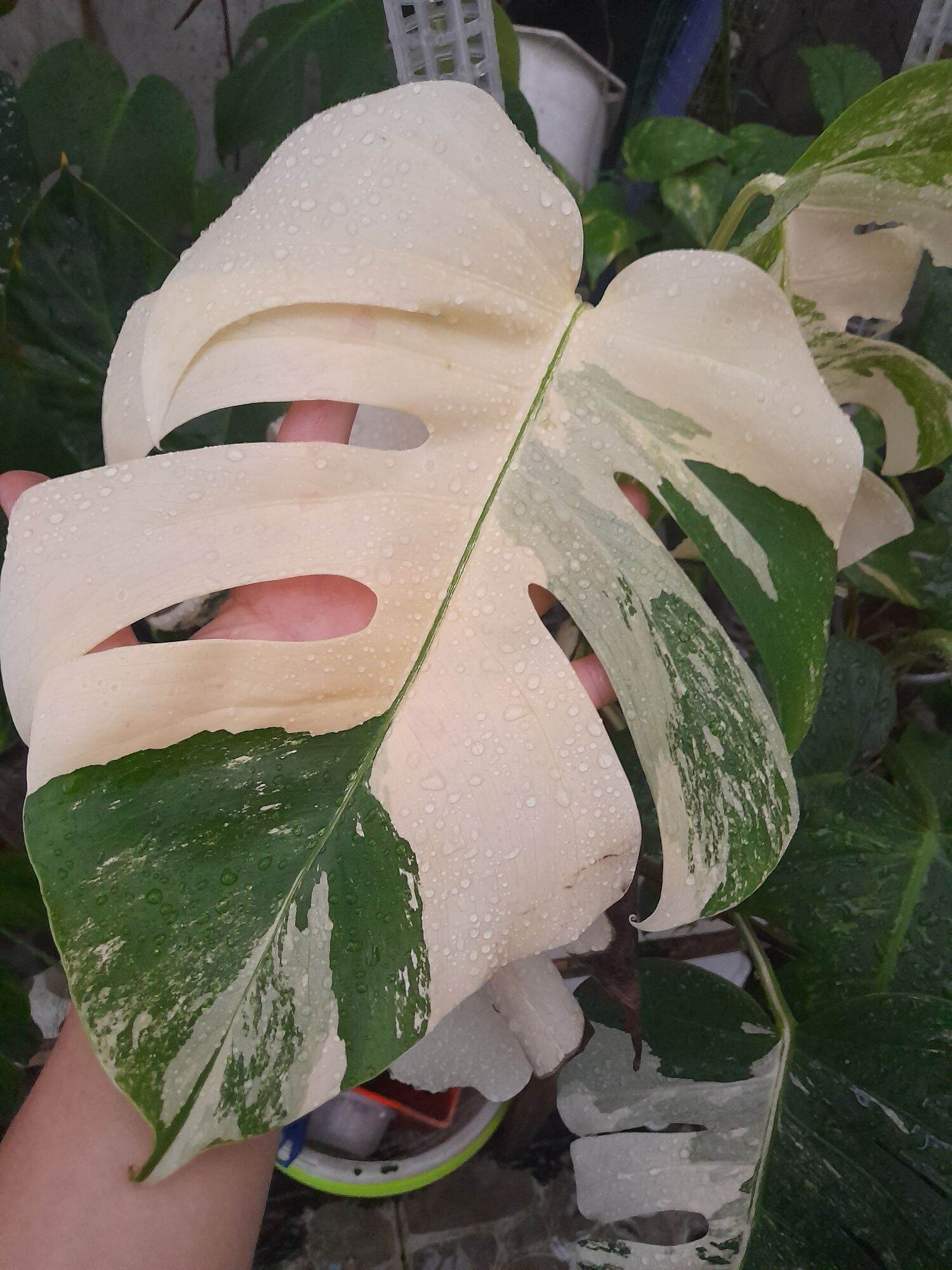Trầu lá xẻ monstera borsigiana albo var