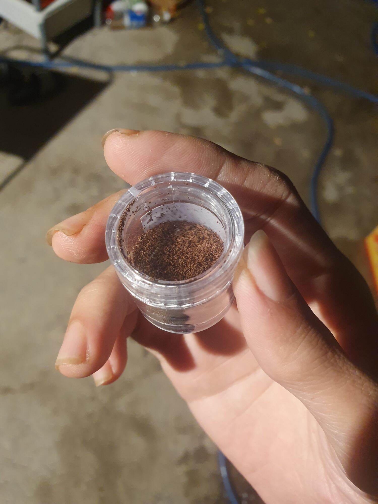 Artemia Lon Vàng chiết lẻ - thức ăn cá bột