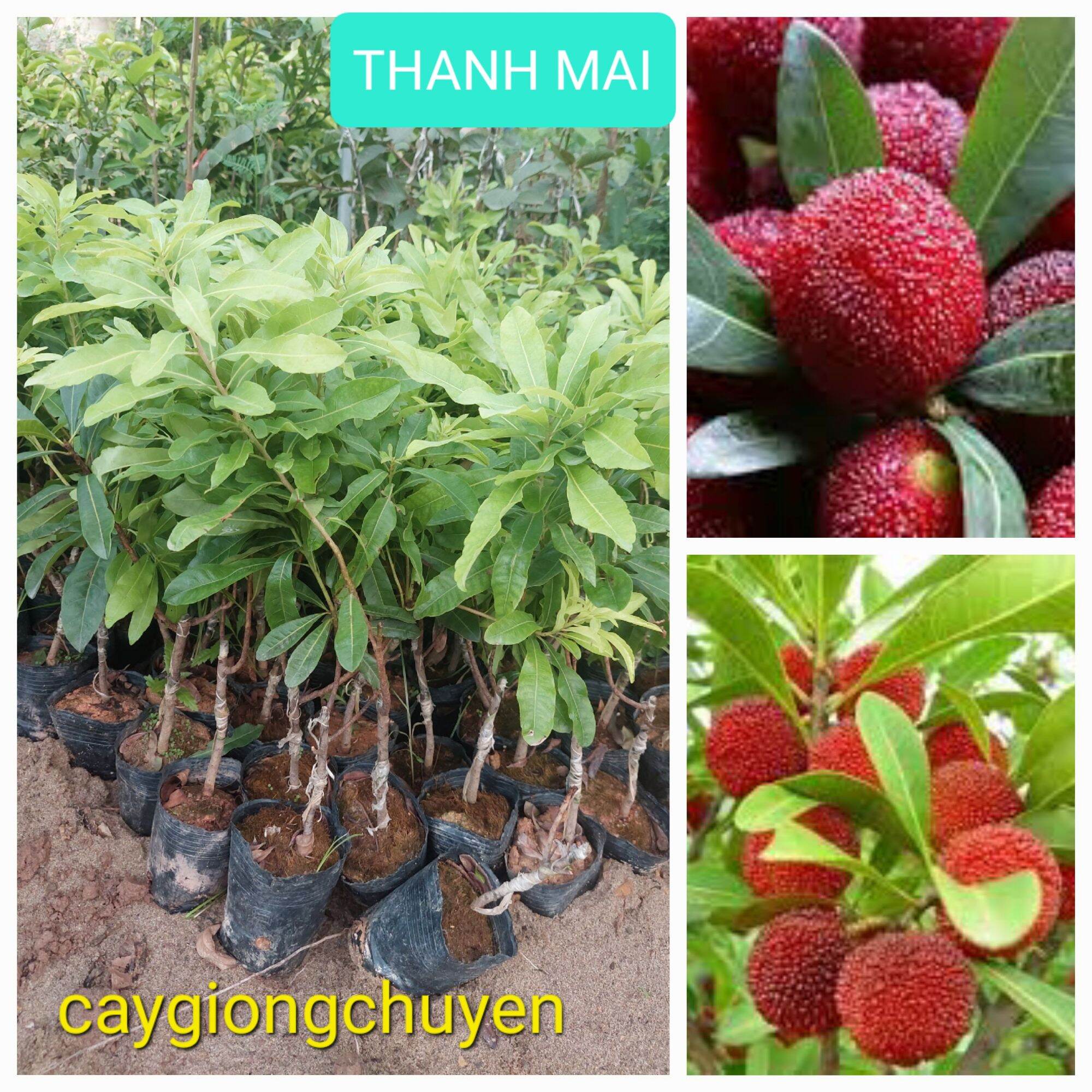 Cây giống thanh mai ghép cao 50cm