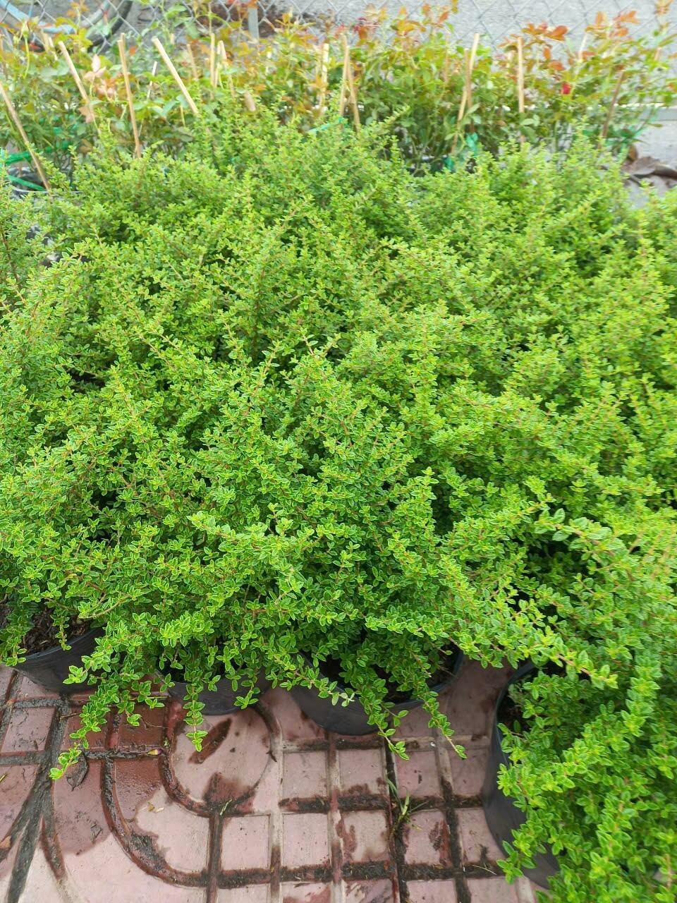 cây Hàm Hương( cây có hương thơm)