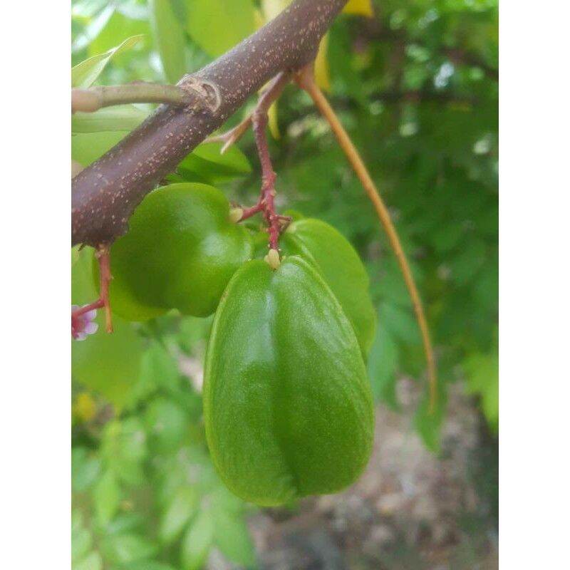 giống khế ngọt chua ( cho trái sớm)