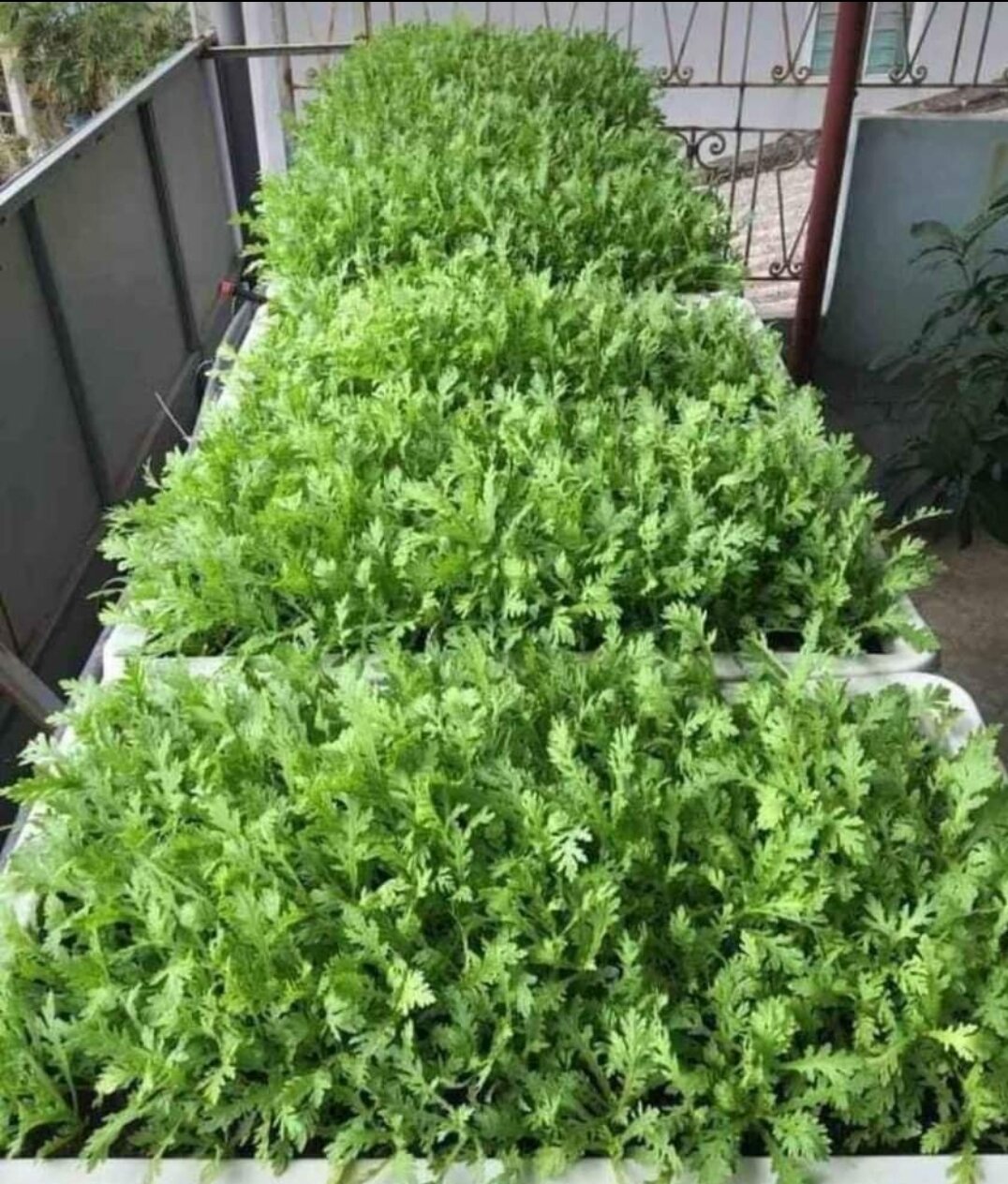 Hạt giống rau tần ô, cải cúc nếp lá tròn gói 20 gram