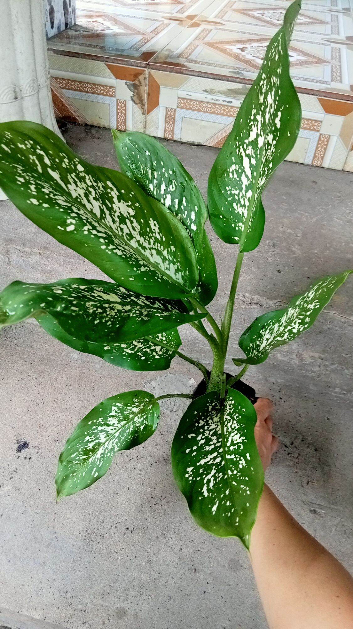 CÂY VẠN NIÊN THANH.CÂY TO 50cm Trở lên (ảnh thật)