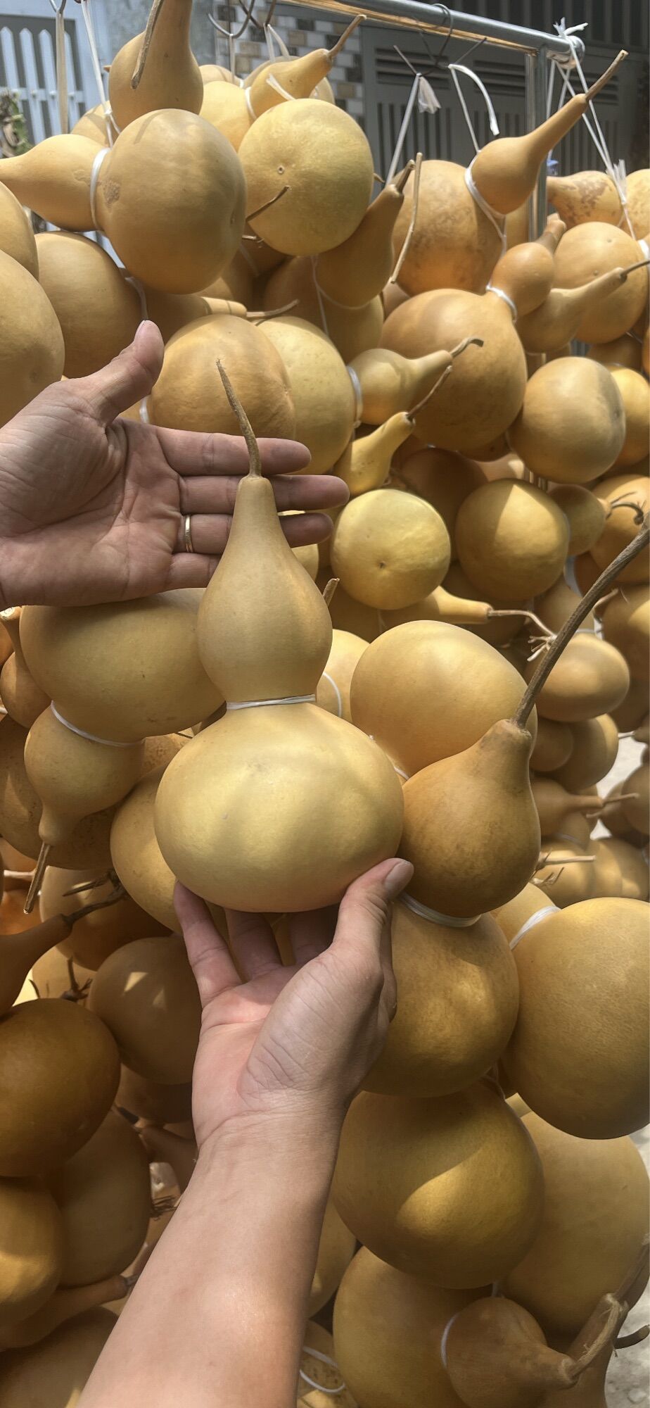 Bầu Hồ Lô. Bầu hố lô phong thủy, cầu con, thu hút tài lộc, nguyên trái