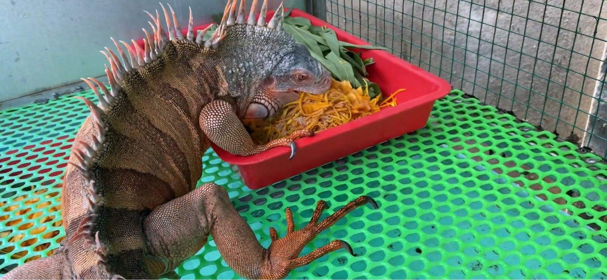 Thức ăn BIG. Thức ăn bổ sung cho iguana 300g