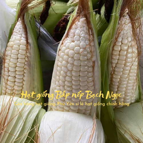 Hạt giống bắp nếp lai F1 Bạch Ngọc gói 1 kg