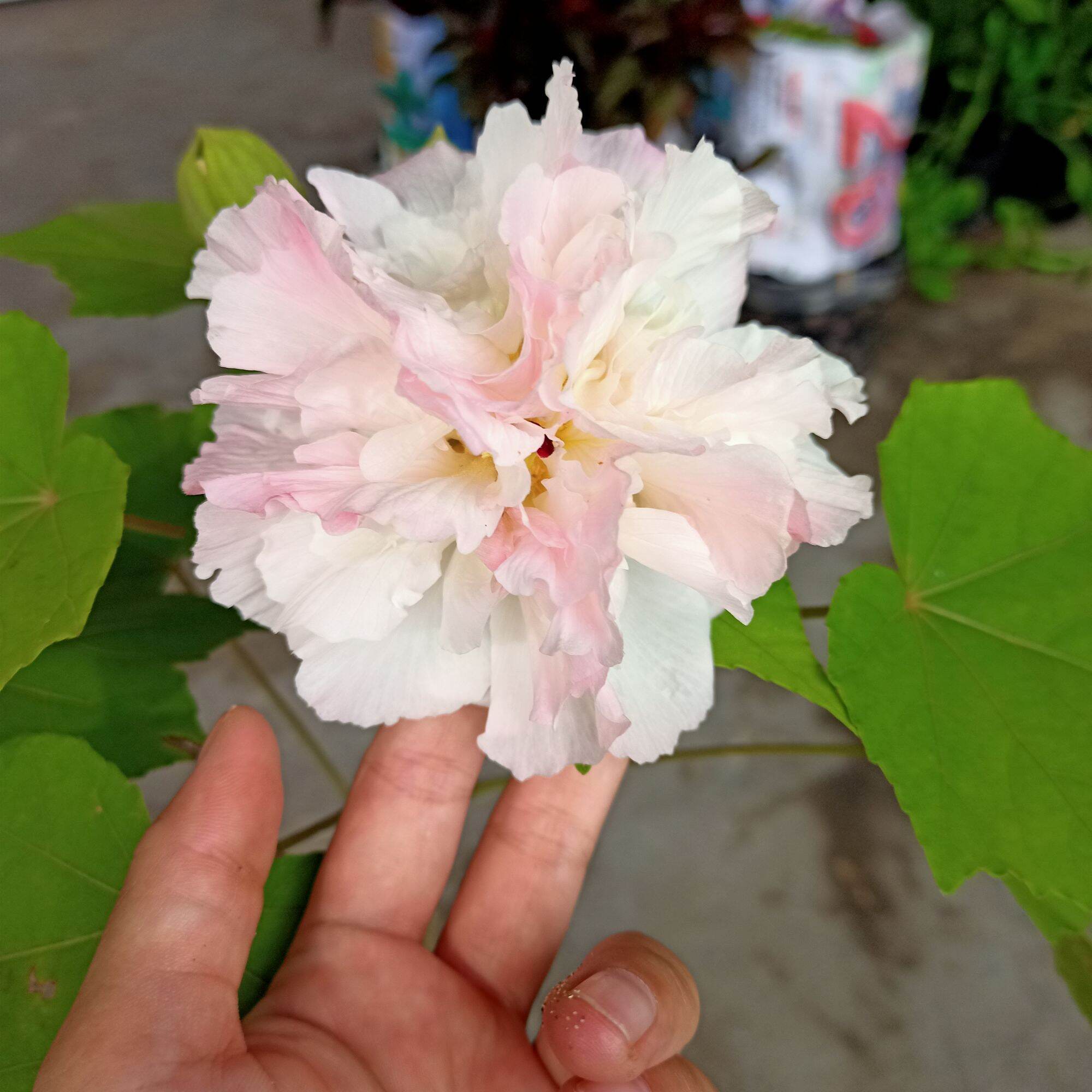 Cây hoa phù dung đổi màu từ sáng tới chiều